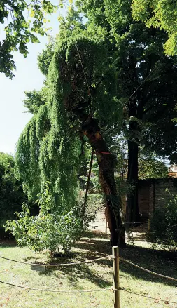  ?? Sorvegliat­a ?? La Sofora attaccata ad altri tre alberi nel giardino dell’Ausl