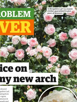  ??  ?? ‘A Shropshire Lad’ is a classic climber guaranteed to give years of pleasure