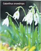  ??  ?? Galanthus snowdrops