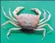 ?? PARVEEN FARZANA ABSAR ?? Scientists claim the crabs belong to Teretamon genus.