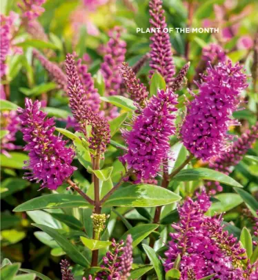  ?? ?? HOW TO GROW Between 30cm and 1.2m tall, hebes are great for small gardens. Most are compact and don’t need pruning. They like warm, sunny spots and well-drained soil; most will turn up their toes in heavy soil that gets waterlogge­d. Some varieties need protection from frost.