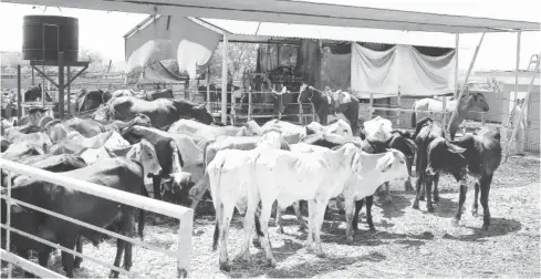  ?? FOTO: DEBATE ?? El gobierno da un apoyo de 6 mil pesos por cada animal infectado.