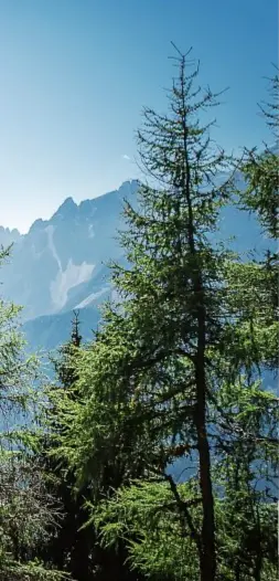  ??  ?? 1-2. Un punto panoramico e un’installazi­one nel Parco natura
di Olperl, sul Monte Elmo, sullo sfondo delle Dolomiti di Sesto. Si tratta di un nuovo percorso nella natura, tutto realizzato in materiali naturali e adatto anche ai bambini più piccoli.