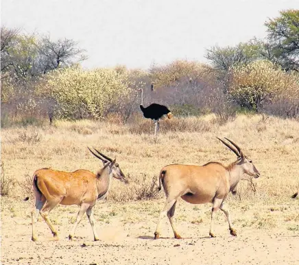  ?? Picture: GIGI GOTTWALD ?? HEADS UP: An ostrich keeps an eye on two eland strolling through Molopo Game Reserve