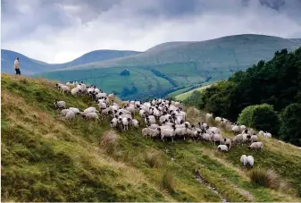  ??  ?? Upland sheep farming ( right) and pylons ( below) could both vanish postBrexit. Yellowhamm­ers ( bottom) are an example of a species affected by current farming subsidies.