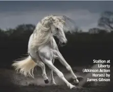  ??  ?? Stallion at Liberty (Atkinson Action Horses) by James Gibson