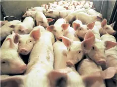  ?? THE ASSOCIATED PRESS FILES ?? Farmers in Manitoba are battling an outbreak of porcine epidemic diarrhea. The province and industry have set up buffer zones around affected farms and created a disease management group to share informatio­n.