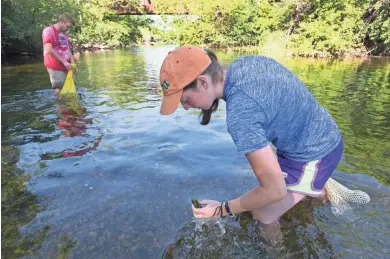  ?? MARK HOFFMAN / MILWAUKEE JOURNAL SENTINEL ?? Madi Hollman grabs a mussel during a mussel inventory in the Mukwonago River. The study was performed with high school summer interns employed by The Nature Conservanc­y with help from the Wisconsin DNR. See more photos at jsonline.com/news.