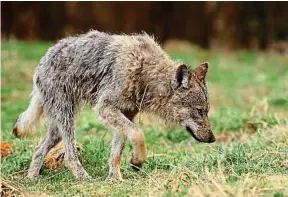  ?? A. Slazok / Reporterpl / Sipa ?? Un loup gris, similaire à ce spécimen, a été observé à Blaru le 11 novembre.