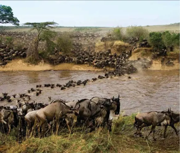  ??  ?? Clockwise from top: Nearly two million wildebeest, gazelles and zebras cross the Mara river twice a year; Zanzibar's UNESCOprot­ected Stone Town