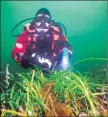  ?? Photograph: Paul Kay ?? Diver and seagrass.