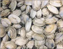  ?? AP PHOTO ?? In this June 28 photo, local softshell clams are on display at a Portland, Maine, fish market. Maine clams were once one of the state’s most lucrative resources, but they are sliding in catch. Fishery managers said toxins in the environmen­t and...