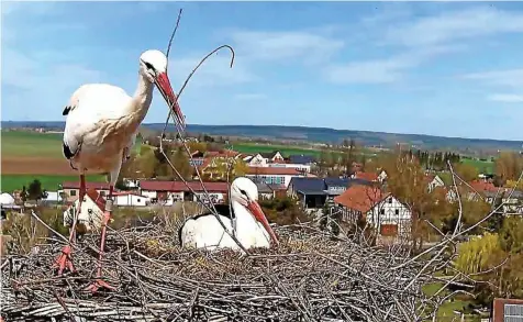  ?? SCREENSHOT: SABINE SPITZER ?? Die Störche brüten wieder in Seebach auf der Vogelschut­zwarte. Drei Eier liegen im Nest. Die Tiere können durch die neue Storchenka­mera jetzt rund um die Uhr beim Brüten beobachtet werden.