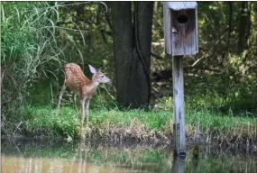  ??  ?? This thirsty fawn visited Tatum’s pond for a long drink last week. A fox terrorized his henhouse later that day.