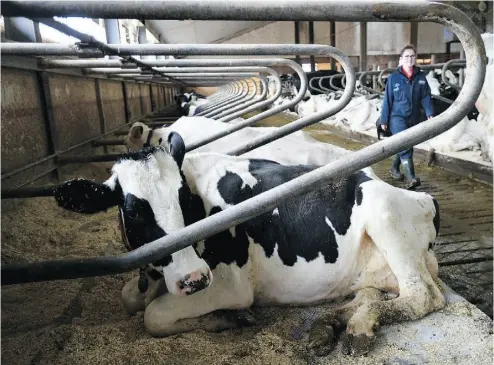  ?? SEAN KILPATRICK / THE CANADIAN PRESS ?? A dairy farm in Eastern Ontario. Darin Von Ruden, head of the Wisconsin Farmers Union, says dairy will always need some kind of help as it’s uniquely vulnerable to market shifts and excess stock can’t be left on the shelf.