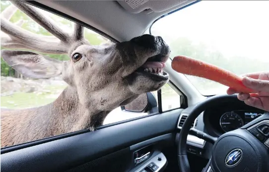  ?? SEAN KILPATRICK/THE CANADIAN PRESS ?? An elk pops into a visitor’s car for a quick bite at the family-friendly Parc Omega in Montebello. Be sure to bring plenty of carrots if you go.