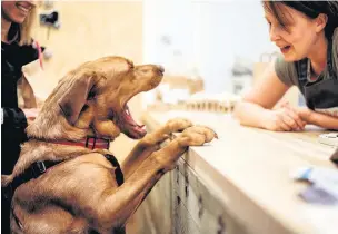  ?? Small Adventures Photograph­y ?? JANUARY: One of the first customers putting in an order at Milly and Ruby’s Dog Bakery in Great Harwood