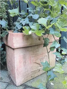  ??  ?? Ivy and white geraniums, planted in a classic terra cotta pot, stand out against the black fence.