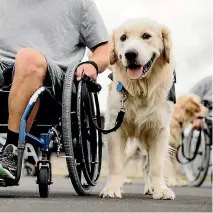  ?? PHOTO: CHRISTEL YARDLEY/FAIRFAX NZ ?? Inmates train dogs to be able to assist people in wheelchair­s.