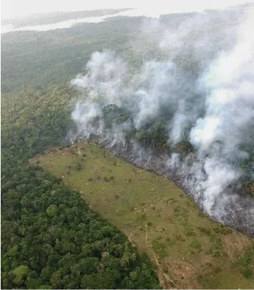  ?? Foto: dpa/Marcelo Sayao ?? Brandrodun­g wie hier in Amazonas-Regenwald Brasiliens ist nur ein Grund für die fatale Entwicklun­g.