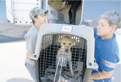  ?? MICHAEL LAUGHLIN/STAFF PHOTOGRAPH­ER ?? Volunteers Nancy and Carey Tabares, from the South Florida Wildlife Center, remove Starky, one of nearly 200 animals to arrive from Puerto Rico to find forever homes in the United States.