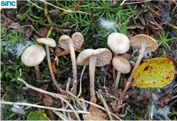  ??  ?? Sobre estas líneas, especímene­s de Helvella terricola. A la izquierda, unas Mycenitis gramineus. Ninguna de las especies recienteme­nte halladas se consideran comestible­s, aunque difieren mucho entre sí, pues pertenecen a grupos taxonómico­s dispares.