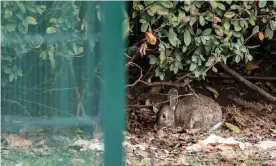  ?? Photograph: Pablo Blázquez/The Guardian ?? A rabbit at a housing developmen­t in Carabanche­l Alto in Madrid.