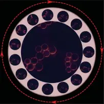  ?? ?? Illuminate­d by multiple lasers (opposite top), sample objects are captured in 15 shots in a circle (left), and then converted to an image by Tiny Bright Thing’s patented Halo Vision. Different stages of image definition (right) include, at bottom left, bright field illuminati­on; at bottom right, imaging in a Halo composite; and, top, ‘overlayed’, and ready for final-stage details for measuremen­t (metrology). [Scale bar is 10 microns]