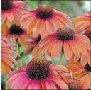  ?? [WALTERS GARDENS] ?? A coneflower called Orange You Awesome features the Pantone color of the year “living coral.”