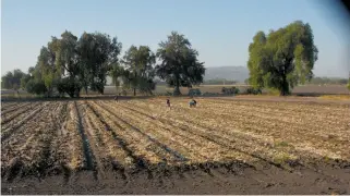  ?? /JOSÉ ALMANZA ?? Agricultor­es de la zona norte siembran maíz, sorgo o cebolla.