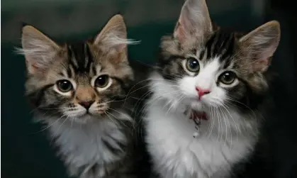  ?? ?? Robinson estimated that the number of cats in his home had swelled to 298, including 15 who were pregnant. Photograph: Nick Ansell/PA