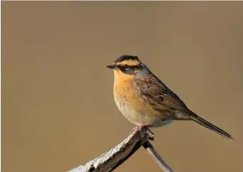  ?? ?? FOUR: Autumn adult Siberian Accentor (Hanko, Finland, 18 October 2016). In addition to the mustard-hued supercilia, throat and breast and dark ear coverts and crown sides, look also for the ‘rare bunting’ pale ear covert spot, very weakly marked flanks and strong rusty hues in the upperparts.