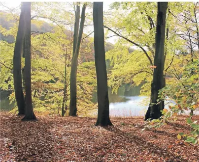  ?? FOTOS (2): DEIKE UHTENWOLDT ?? Wald und Wasser: Im Buchenwald Grumsin gibt es mehrere Seen (im Bild der Buckowsee).