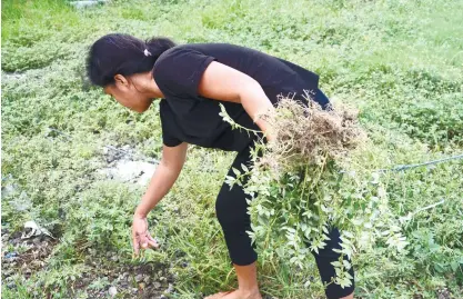  ?? (SUN.STAR FOTO/ALAN TANGCAWAN) ?? RESEARCH. St. Luke’s Medical Center is among the institutio­ns doing a study on mangagaw.