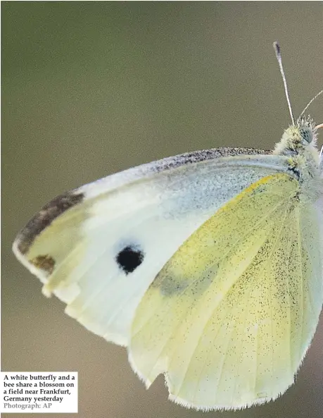  ??  ?? A white butterfly and a bee share a blossom on a field near Frankfurt, Germany yesterday Photograph: AP