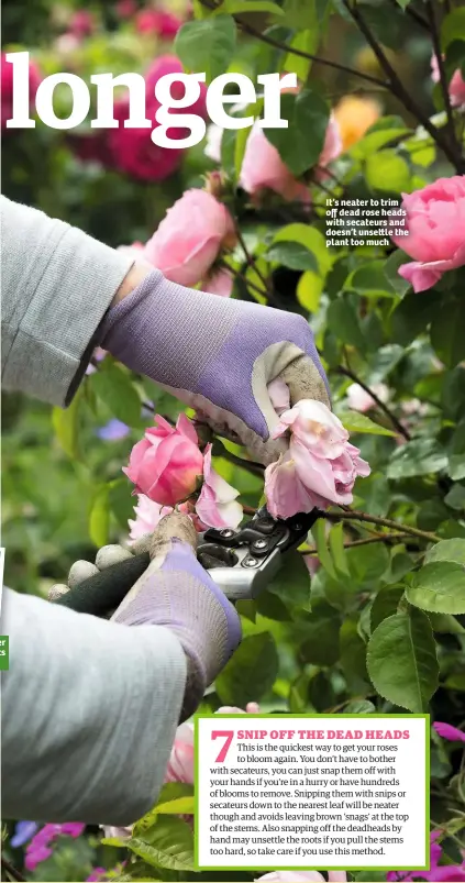  ??  ?? Tied-in roses flower be er at sideshoots along the stem It’s neater to trim off dead rose heads with secateurs and doesn’t unse le the plant too much