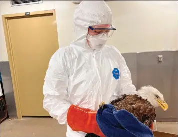  ?? (AP/The Raptor Center) ?? A bald eagle receives care March 29 in a special quarantine area The Raptor Center set up for possible avian flu cases in St. Paul, Minn.