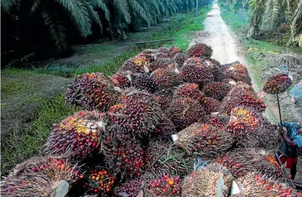  ?? AP ?? Workers load palm oil fruit weighing up to 22kg each into a truck on a palm oil plantation in Sumatra, Indonesia.