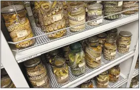  ?? ?? Jars filled with older snake specimens sit on shelves inside the University of Michigan Museum of
Zoology.