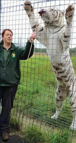  ??  ?? Killed: Rosa King with one of Hamerton Zoo’s tigers