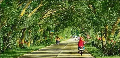  ?? —NIC LEDESMA / CONTRIBUTO­R ?? HIGHWAY ARCHES In this undated photo, branches from acacia trees along a section of Abuanan Road in Bago City form arches that protect travelers from the intense heat. An online petition has been started to protect these trees.