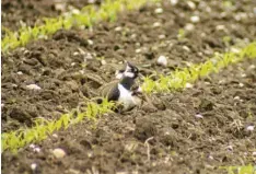  ??  ?? Kaum zu erkennen durch ihre Tarnung sind die Kiebitze im Acker. Hier eine Kiebitzmut­ter mit einem Küken.