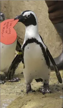  ?? JEFF CHIU, THE ASSOCIATED PRESS ?? An African penguin walks away with a heart shaped valentine for nesting material on Feb. 13 at the California Academy of Sciences in San Francisco.The Toronto Zoo has successful­ly hatched four chicks.