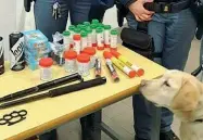  ??  ?? Il sequestro L’«arsenale» trovato dalla polizia sugli spalti del Meazza e la Labrador Ruby che l’ha «fiutato» dentro a un borsone