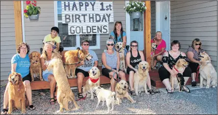  ?? LYNN CURWIN/TRURO NEWS ?? A golden retriever birthday party brought together seven litter mates, along with relatives and friends. The celebratio­n was held at Paulette Stone’s home, in Lower Onslow.