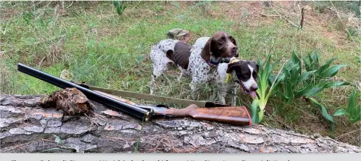  ?? ?? Shuggy e Belen, di Giuseppe Micciché, due bracchi francesi tipo Pirenei grandi specialist­i su beccacce