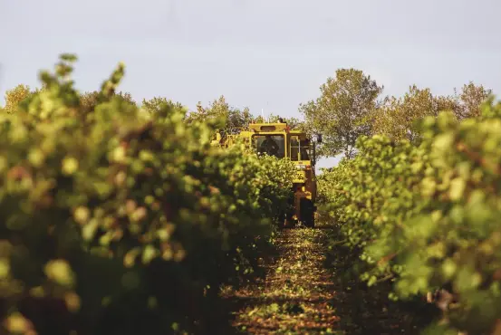  ??  ?? Harvesting grapes at Rymill Estate vineyard