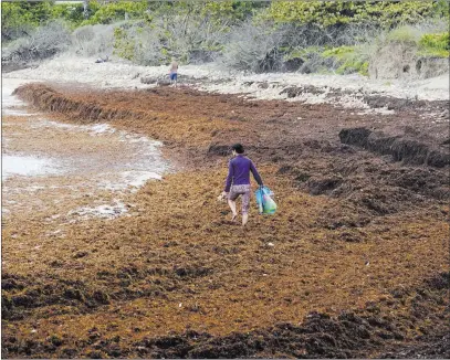  ?? Joe Cavaretta ?? South Florida Sun-sentinel via AP Mindy Borkson of Hollywood, Fla., walks through a bed of seaweed washed up along the beach Tuesday at Dr. Von D. MizellEula Johnson State Park in Dania Beach, Fla.