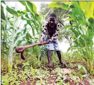  ?? (AP/Tsvangiray­i Mukwazhi) ?? Chagwena works in a field Jan. 18 in Zimbabwe’s Rushinga district.