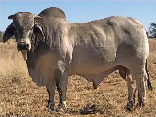  ??  ?? BELOW: As part of his commitment to the community he lives and works in, JP van den Berg provides bulls from the Buttermere Brahman stud to subsistenc­e farmers from nearby Tosca.